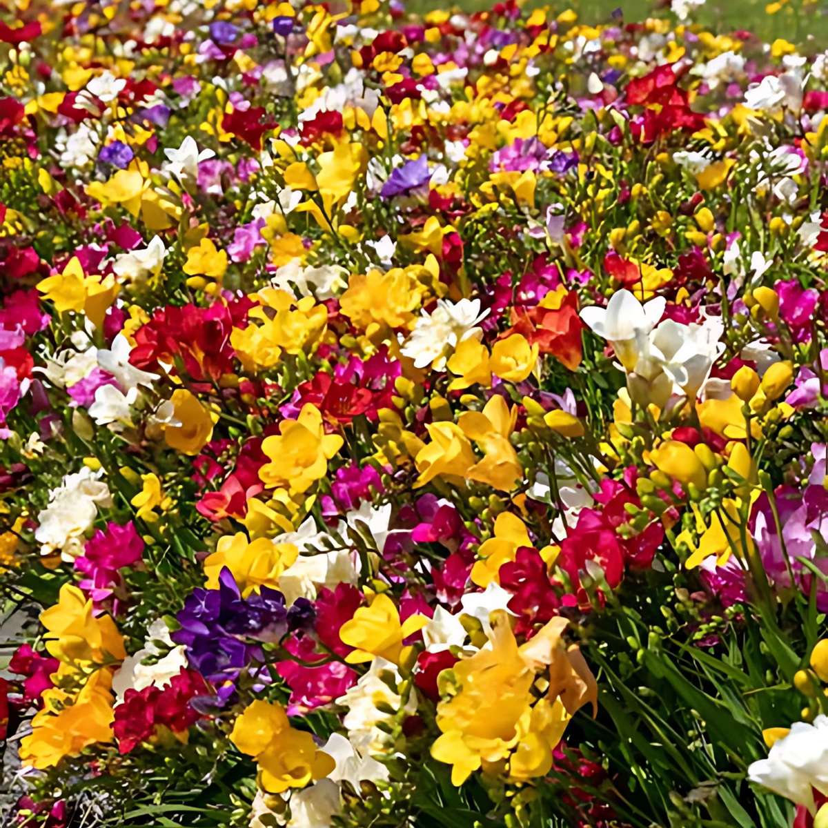 Freesia parfumée - Set de 40 - Freesia Mix - Bulbes à fleurs
