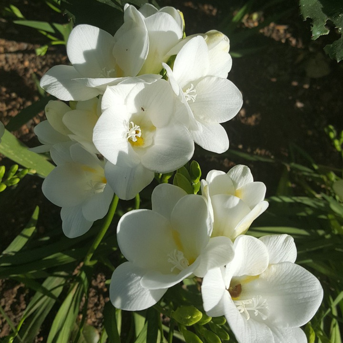 Freesia parfumée - Set de 40 - Freesia Mix - Bulbes à fleurs
