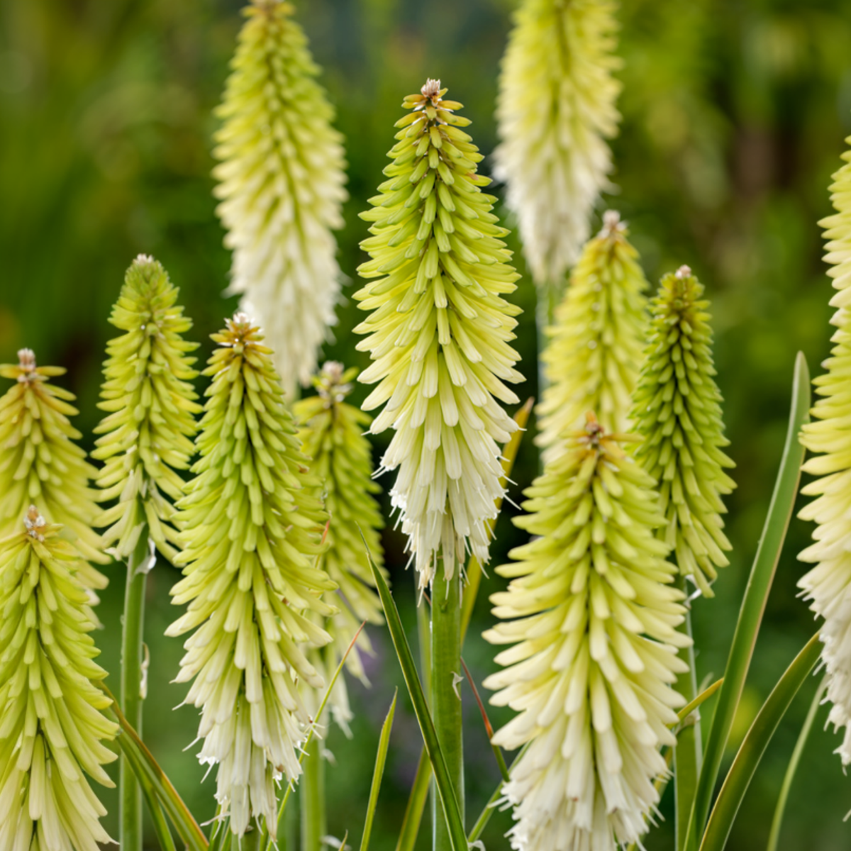 Tison de Satan - Set de 3 - Tritoma Kniphofia 'Ice Queen' - Rhizomes - Blanc