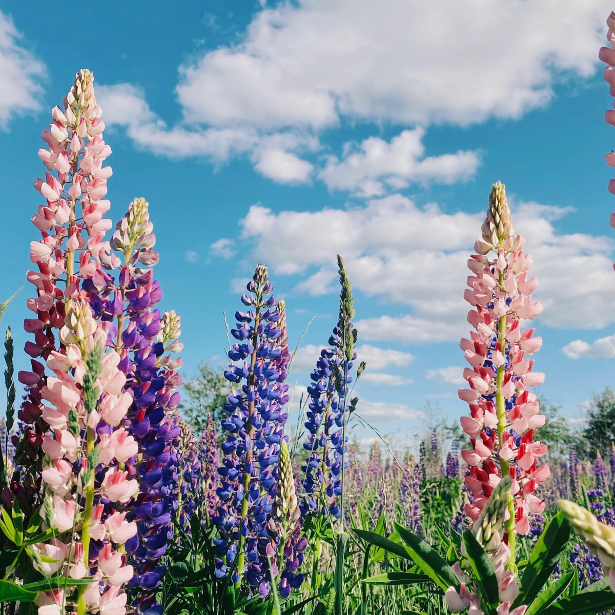 Lupin - Set de 20 - Lupinus - Rhizomes