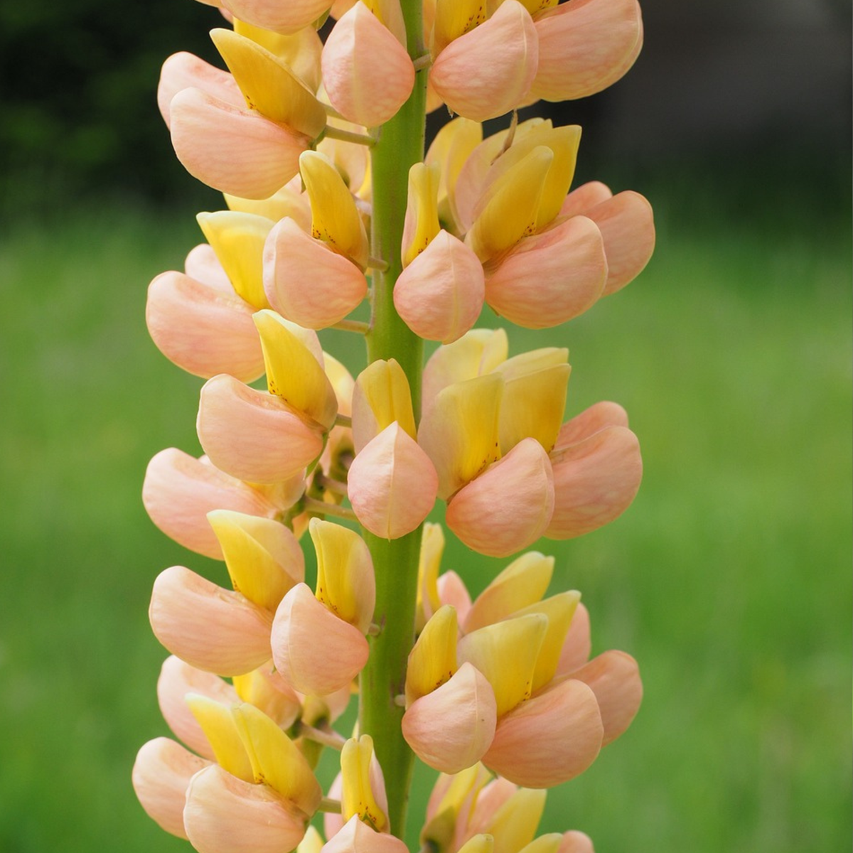 Lupin - Set de 20 - Lupinus - Rhizomes
