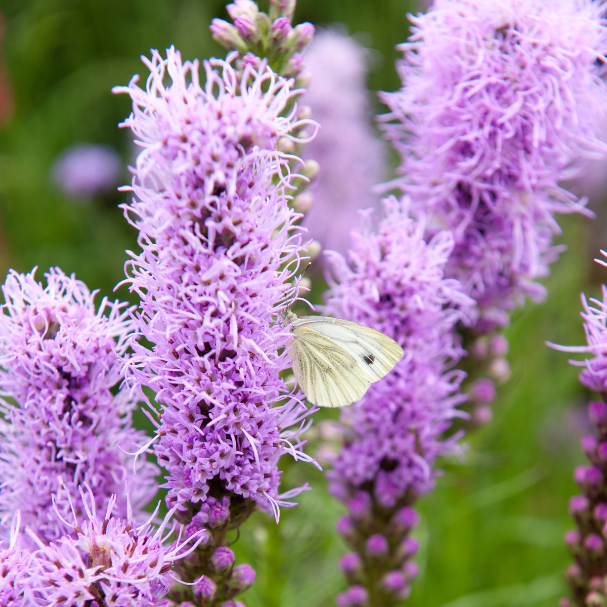 Liatris spicata - Set de 40 - Liatris - Rhizomes - Violet