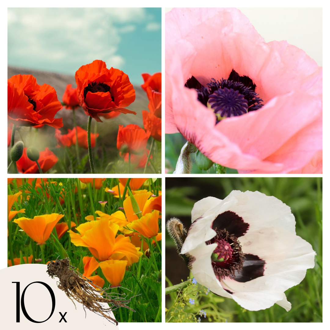 Coquelicot - Set de 10 - Papaver orientale - Rhizomes
