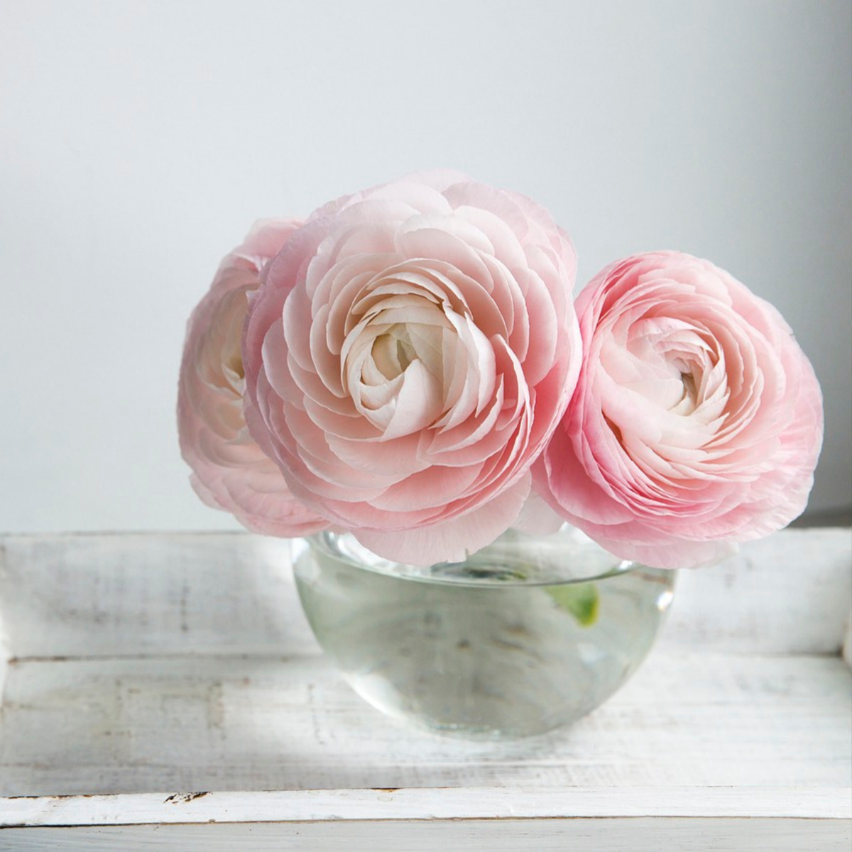 Renoncule - Set de 40 - Ranunculus - Bulbes à fleurs