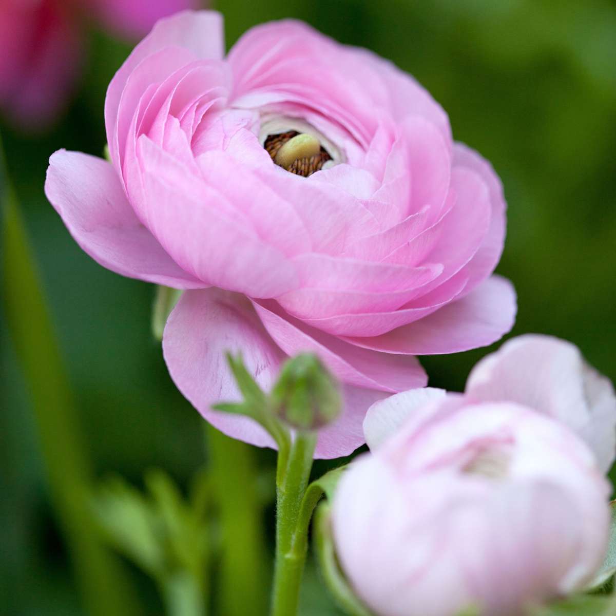Buttercups - 40 pcs. - Ranunculus - Flower Bulbs