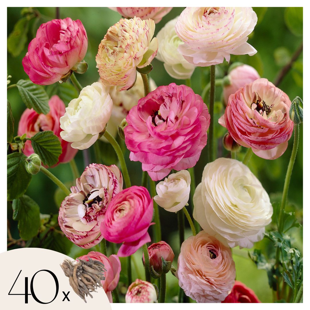 Buttercups - 40 pcs. - Ranunculus - Flower Bulbs