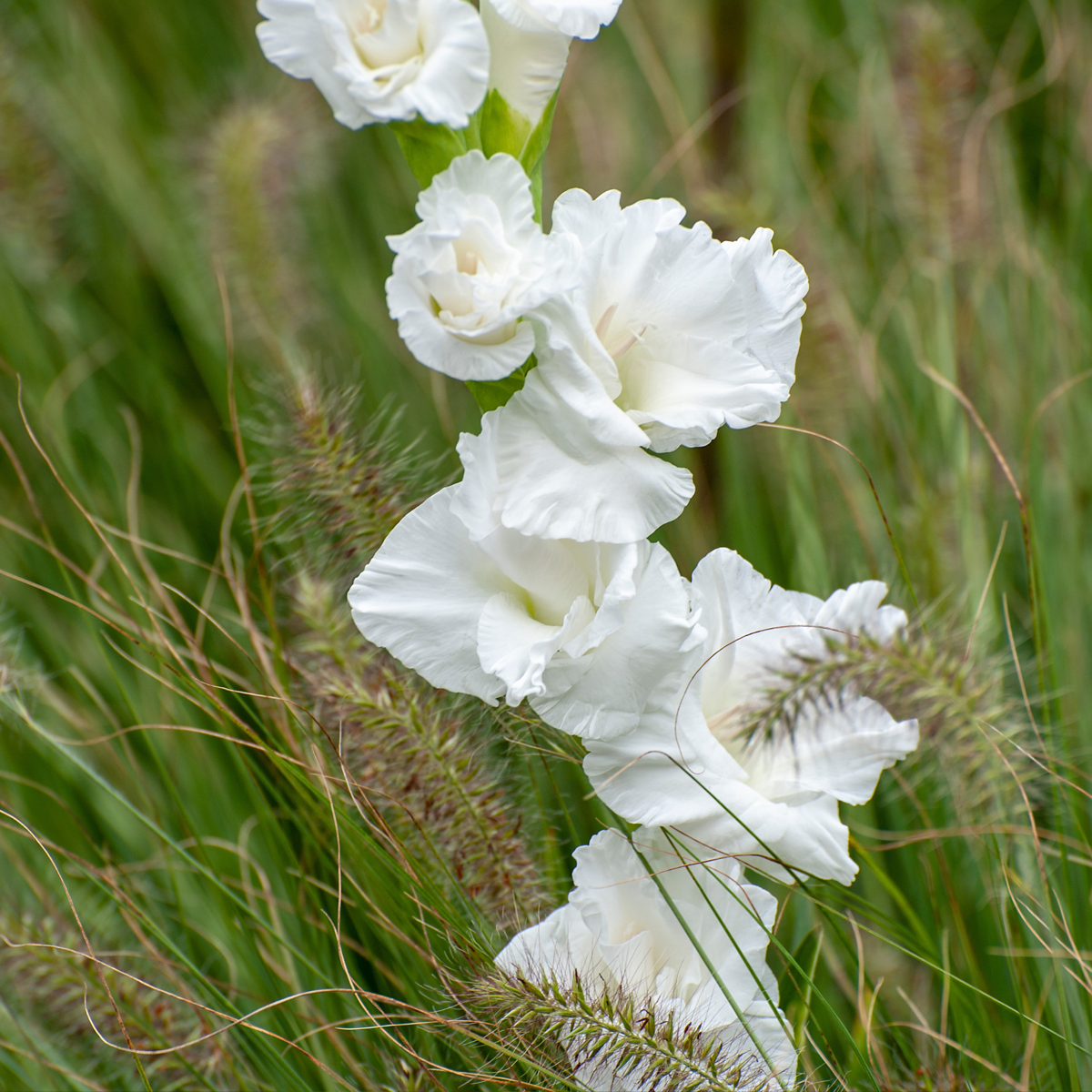 Glaïeul - Set de 60 - Gladiolus Mix - Bulbes à fleurs