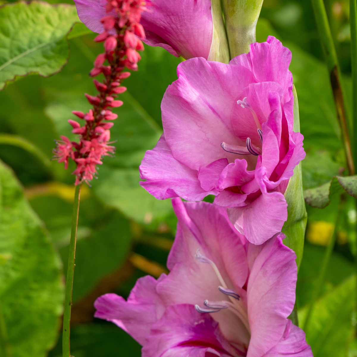 Glaïeul - Set de 60 - Gladiolus Mix - Bulbes à fleurs