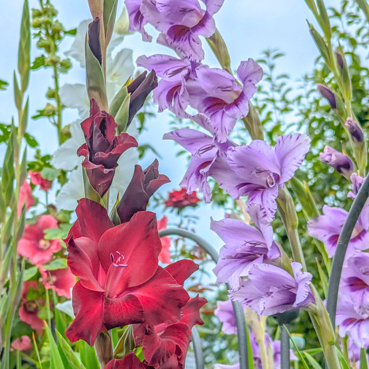Glaïeul - Set de 21 - Gladiolus 'Passos' - Bulbes à fleurs - Violet