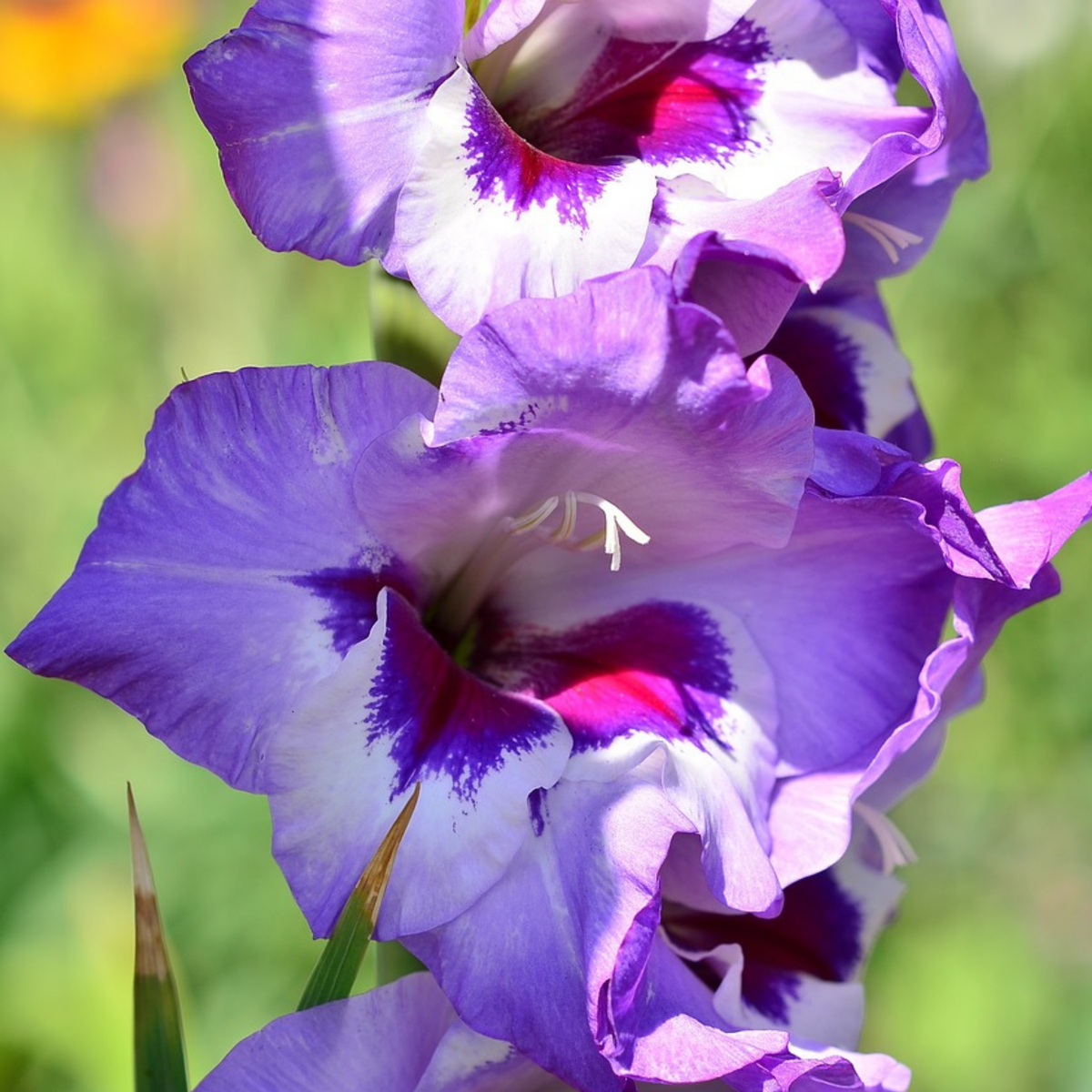 Glaïeul - Set de 21 - Gladiolus 'Passos' - Bulbes à fleurs - Violet