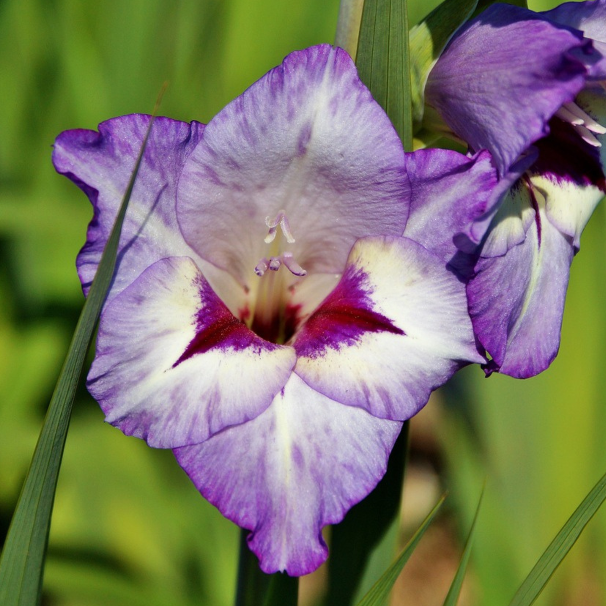 Glaïeul - Set de 21 - Gladiolus 'Passos' - Bulbes à fleurs - Violet