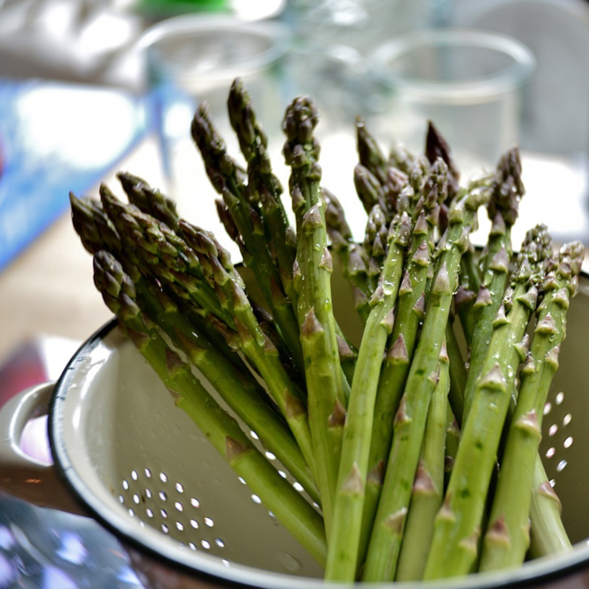 Fern - 4 pcs. - Asparagus 'Gijnlim' - Root balls - Green