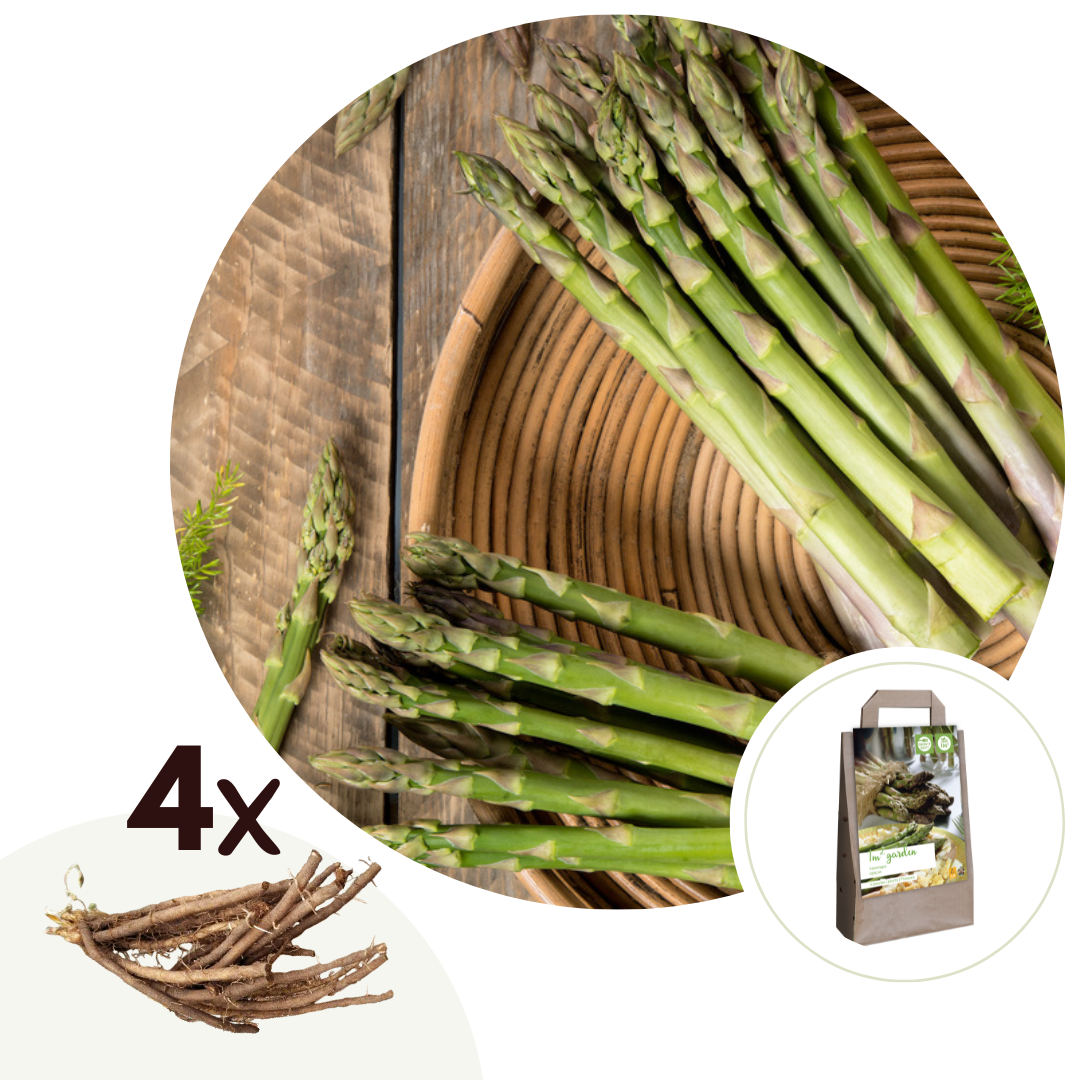 Fern - 4 pcs. - Asparagus 'Gijnlim' - Root balls - Green