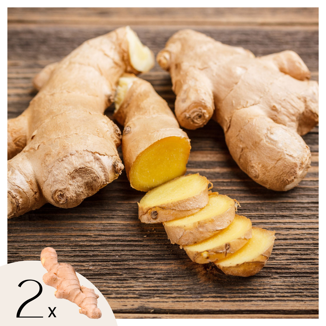 Gingembre - Set de 2 - Zingiber officinale - Rhizomes