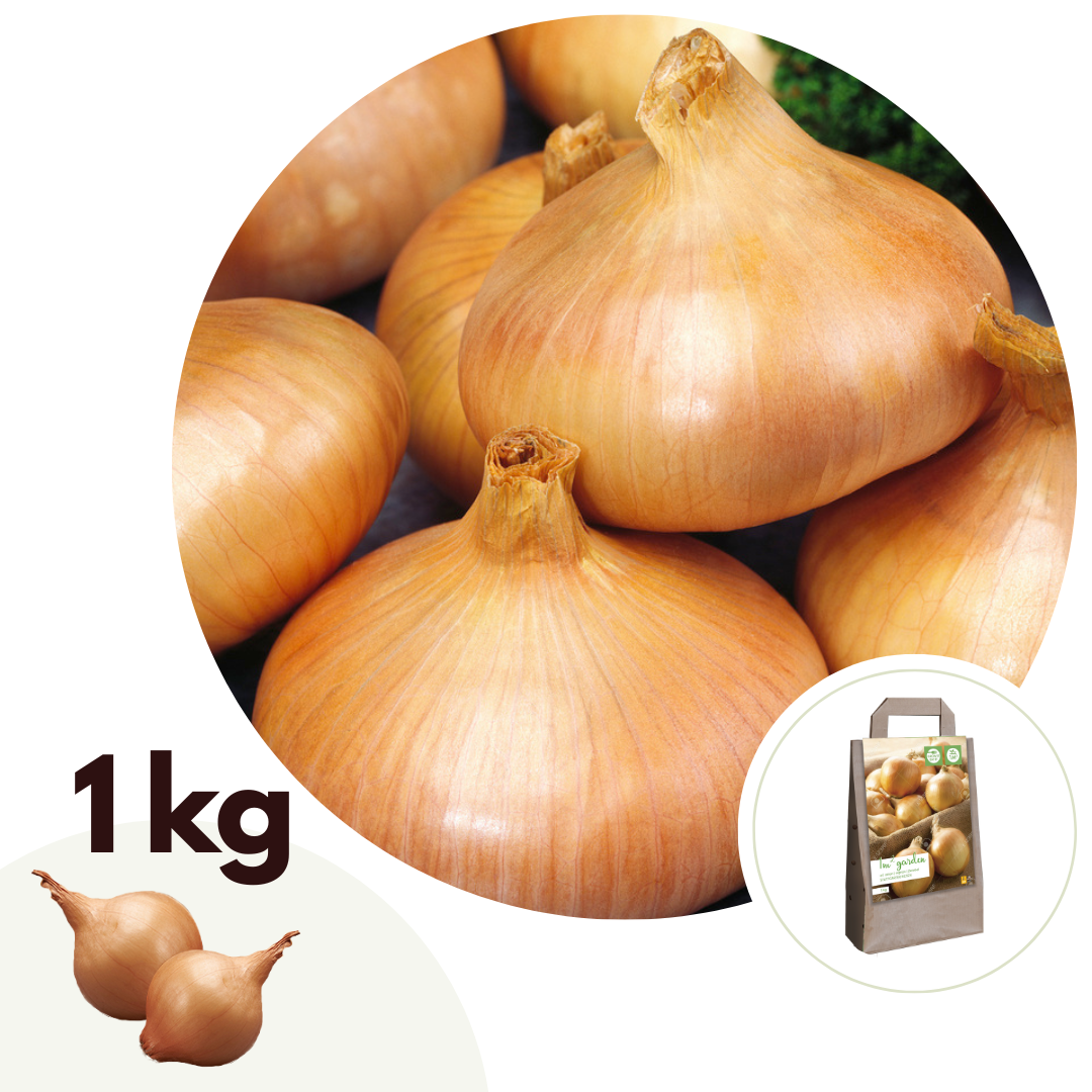Onions - 15 pcs. - Onions 'Stuttgarter Riesen' - Flower Bulbs - Green