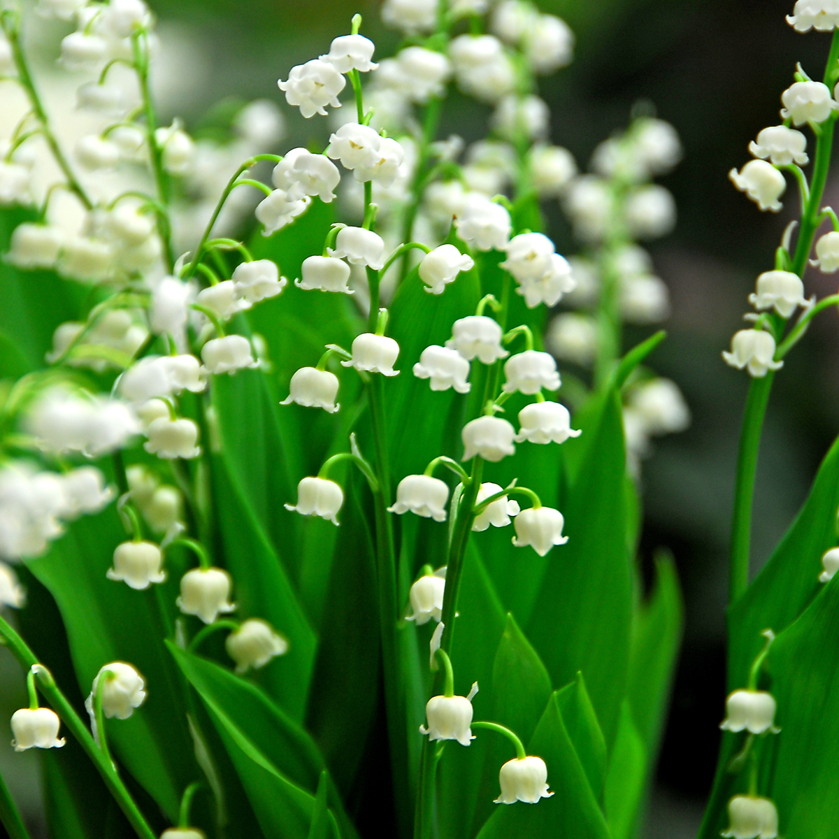 Muguet de mai - Set de 10 - Convallaria 'Majalis' - Bulbes à fleurs - Blanc