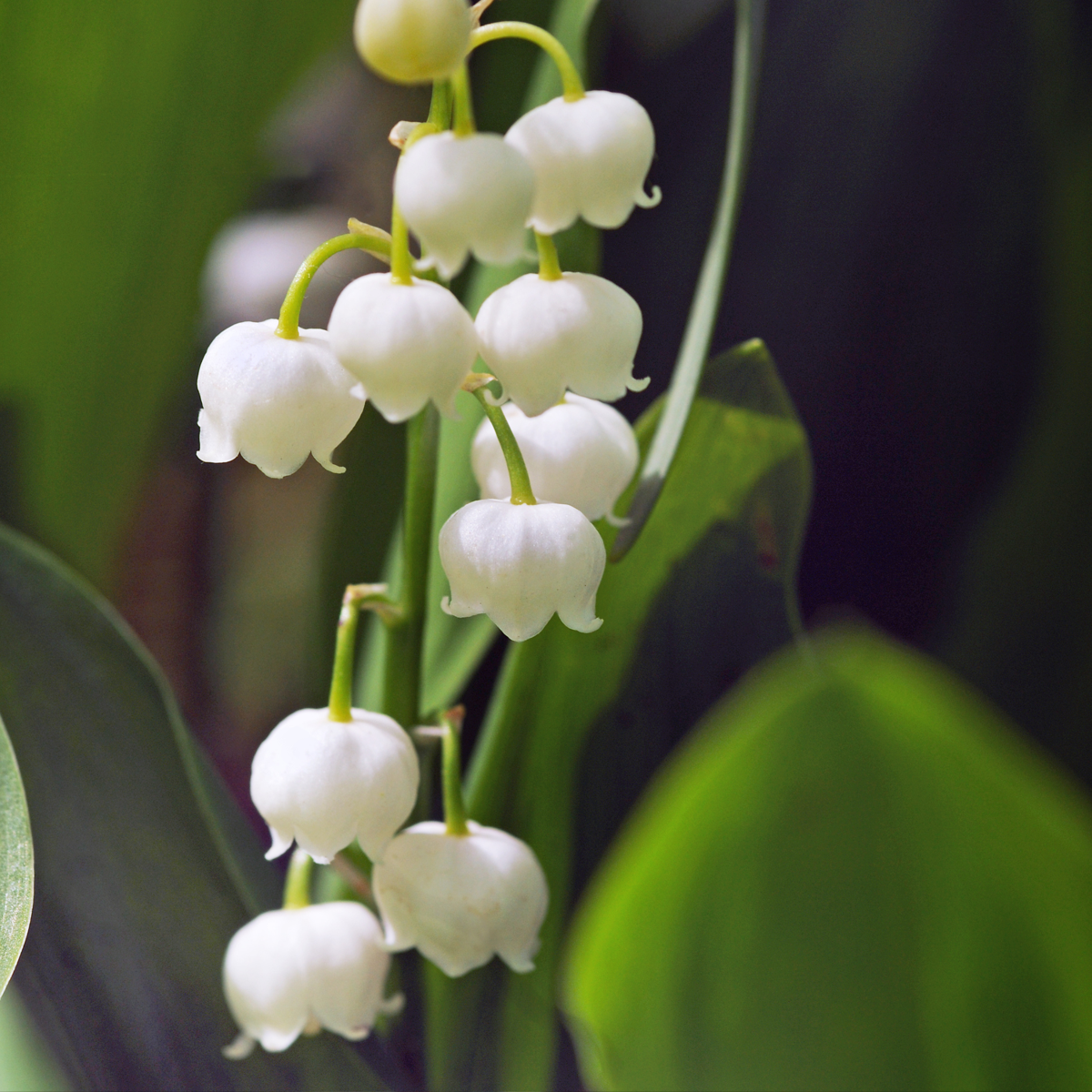Muguet de mai - Set de 10 - Convallaria 'Majalis' - Bulbes à fleurs - Blanc