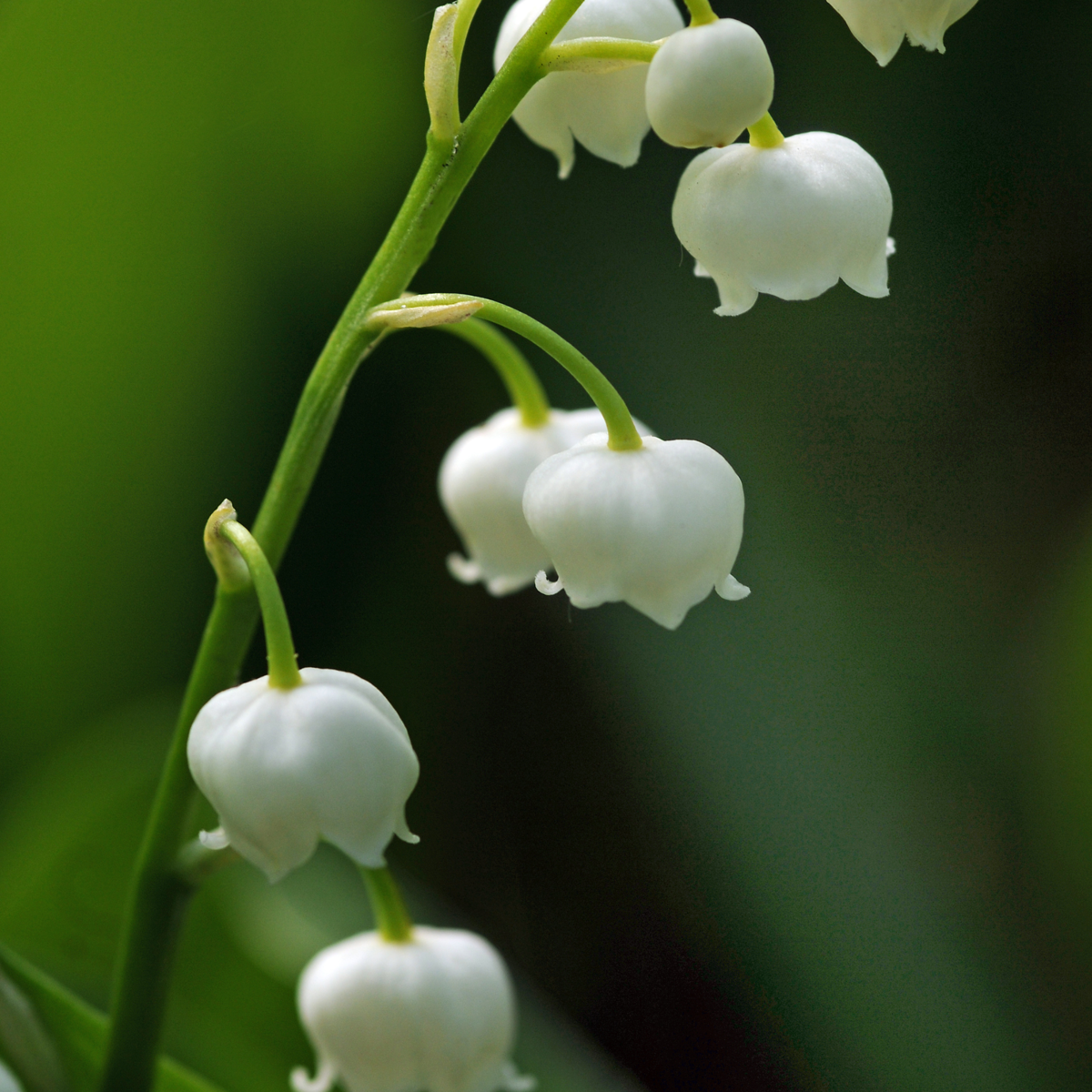 Muguet de mai - Set de 10 - Convallaria 'Majalis' - Bulbes à fleurs - Blanc