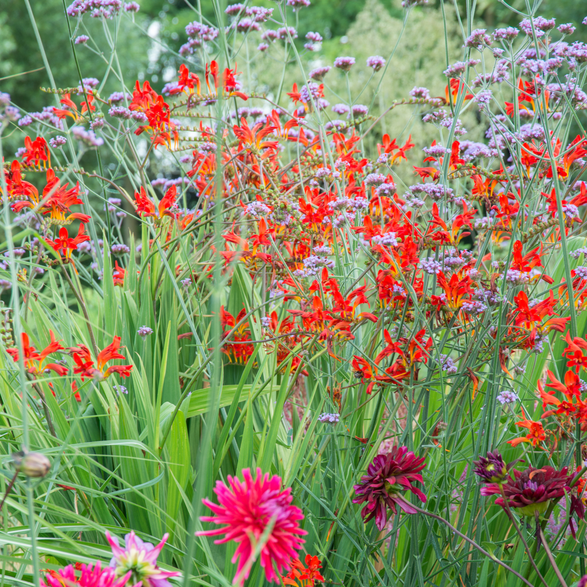 Fleur de l’Incendie - Set de 50 - Crocosmia 'Lucifer' - Bulbes à fleurs - Rouge
