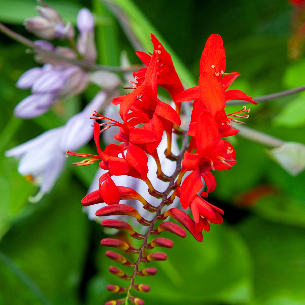 Fleur de l’Incendie - Set de 50 - Crocosmia 'Lucifer' - Bulbes à fleurs - Rouge