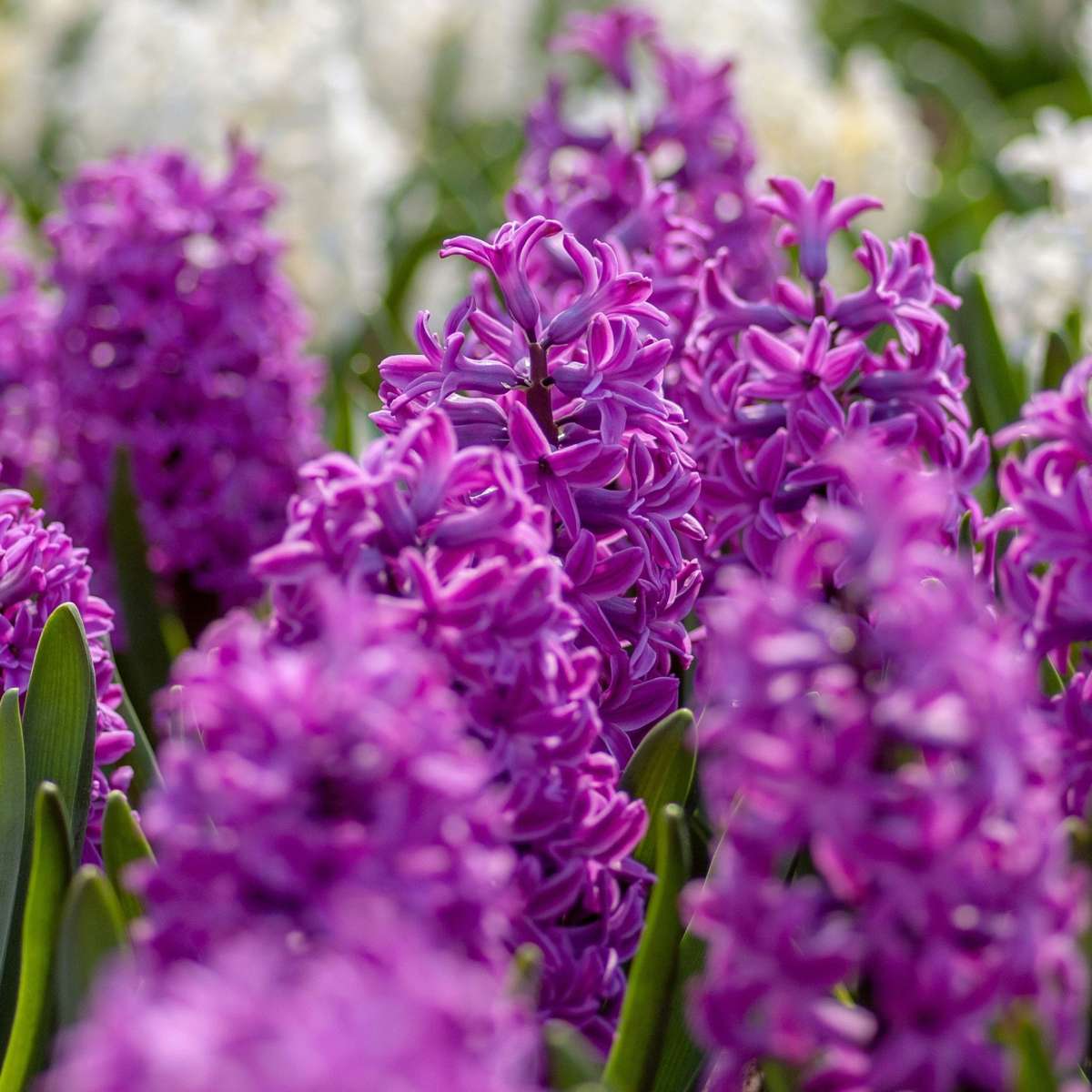 Bulbes de jacinthes - Lot de 10 - Hyacinthus 'Purple Voice' - Bulbes à fleurs