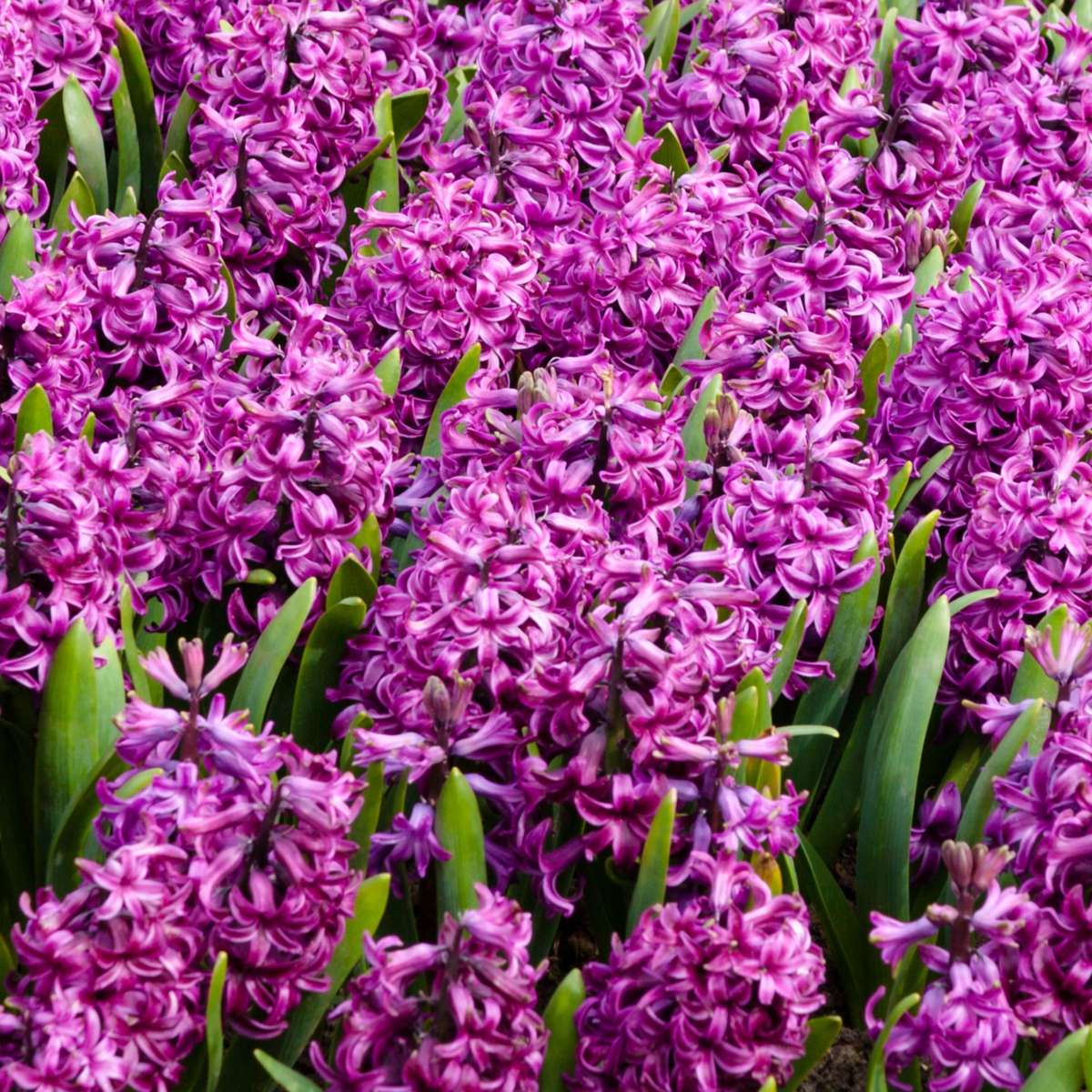 Bulbes de jacinthes - Lot de 10 - Hyacinthus 'Purple Voice' - Bulbes à fleurs