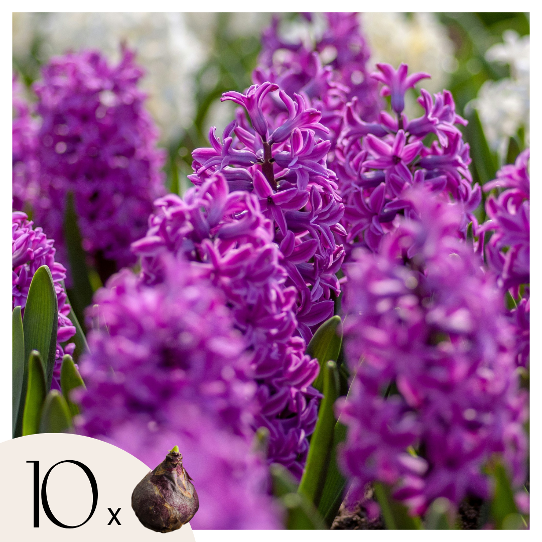 Bulbes de jacinthes - Lot de 10 - Hyacinthus 'Purple Voice' - Bulbes à fleurs