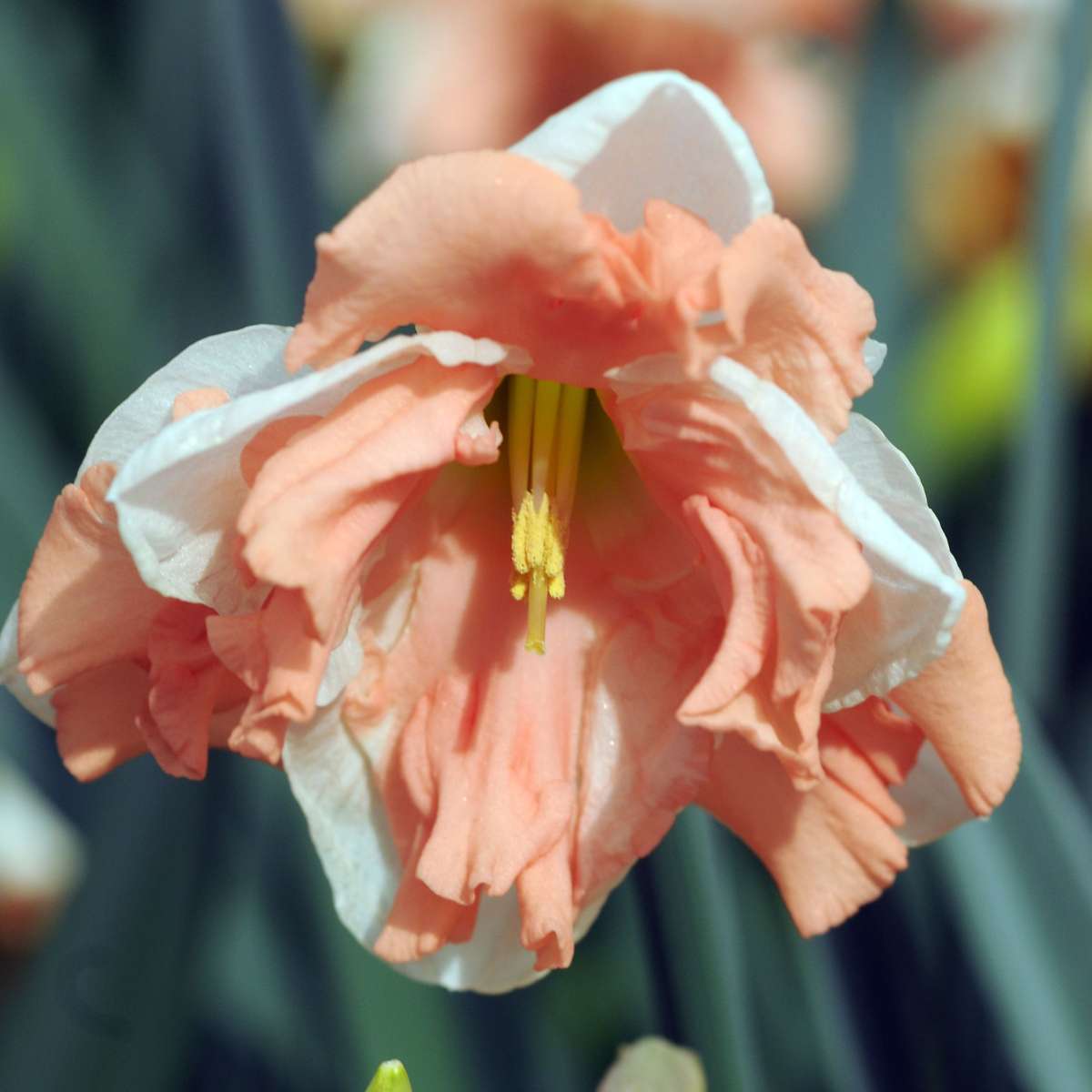 Daffodil bulbs - 10 pcs. - Narcissus 'Apricot Whirl' - Flower Bulbs - Orange