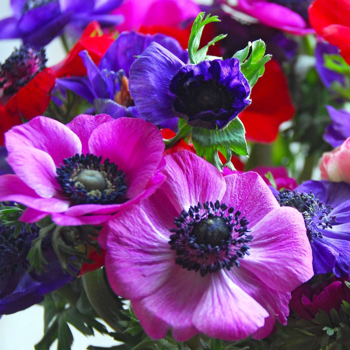 Anemone - 50 pcs. - Anemoon de Caen - Flower Bulbs