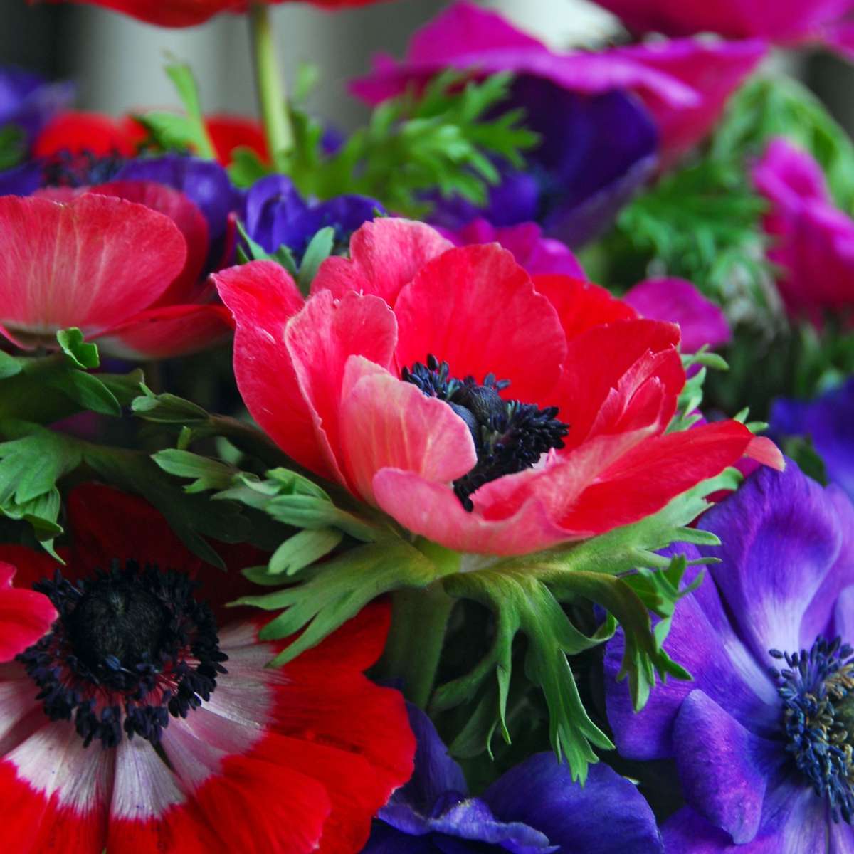 Anemone - 50 pcs. - Anemoon de Caen - Flower Bulbs