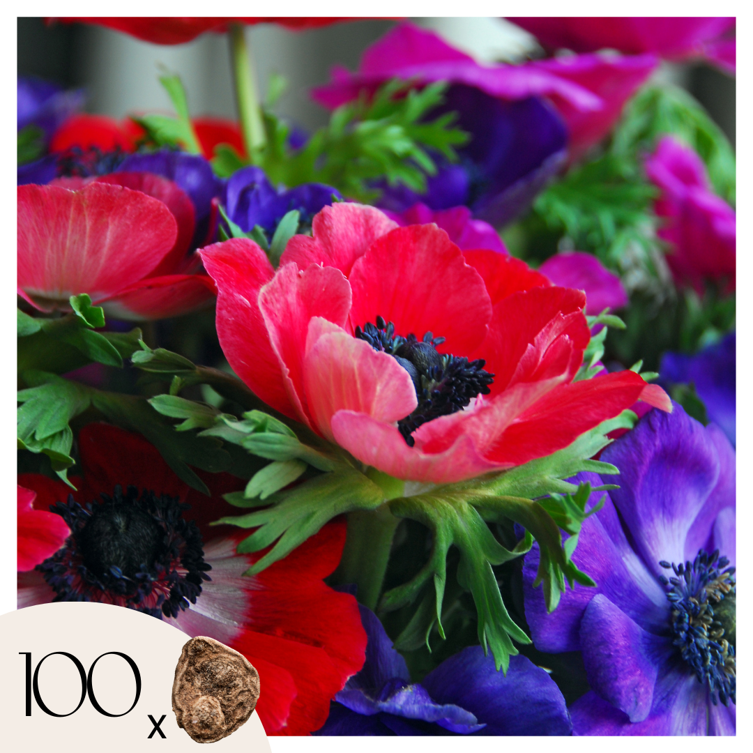 Anemone - 100 pcs. - Anemoon de Caen - Flower Bulbs