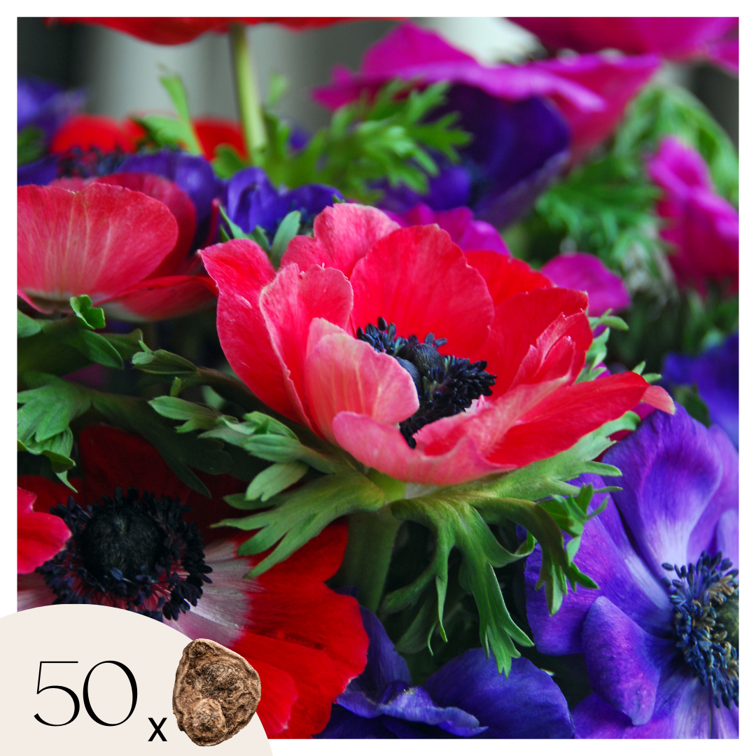 Anemone - 50 pcs. - Anemoon de Caen - Flower Bulbs