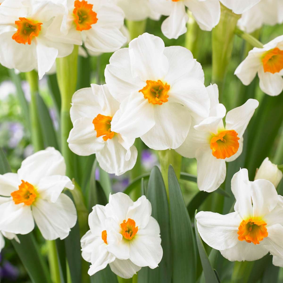 Mélange de bulbes pour le jardin - Set de 25 - Narcissus, Tulipa, Hyacinthus