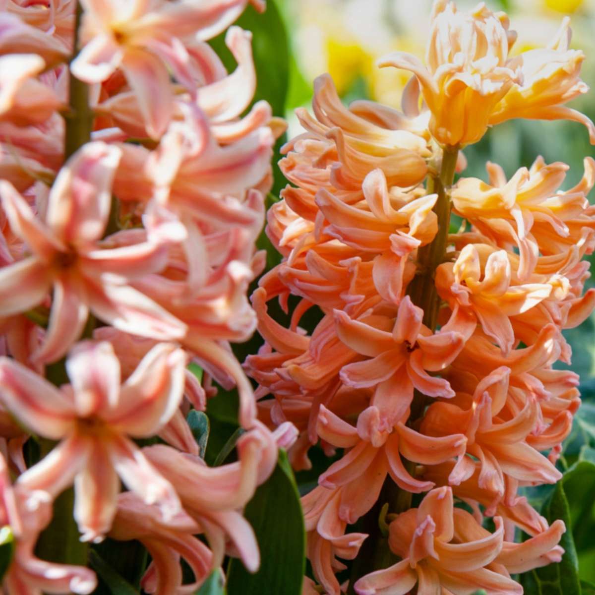 Mélange de bulbes pour le jardin - Set de 25 - Narcissus, Tulipa, Hyacinthus