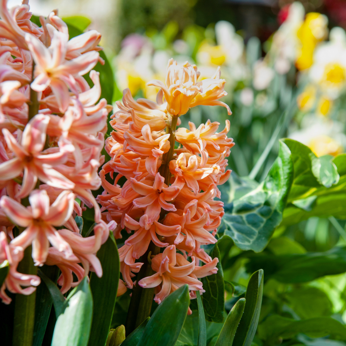 Mélange de bulbes pour le jardin - Set de 25 - Narcissus, Tulipa, Hyacinthus