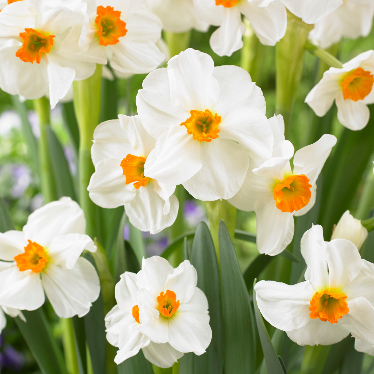 Mélange de bulbes pour le jardin - Set de 25 - Narcissus, Tulipa, Hyacinthus
