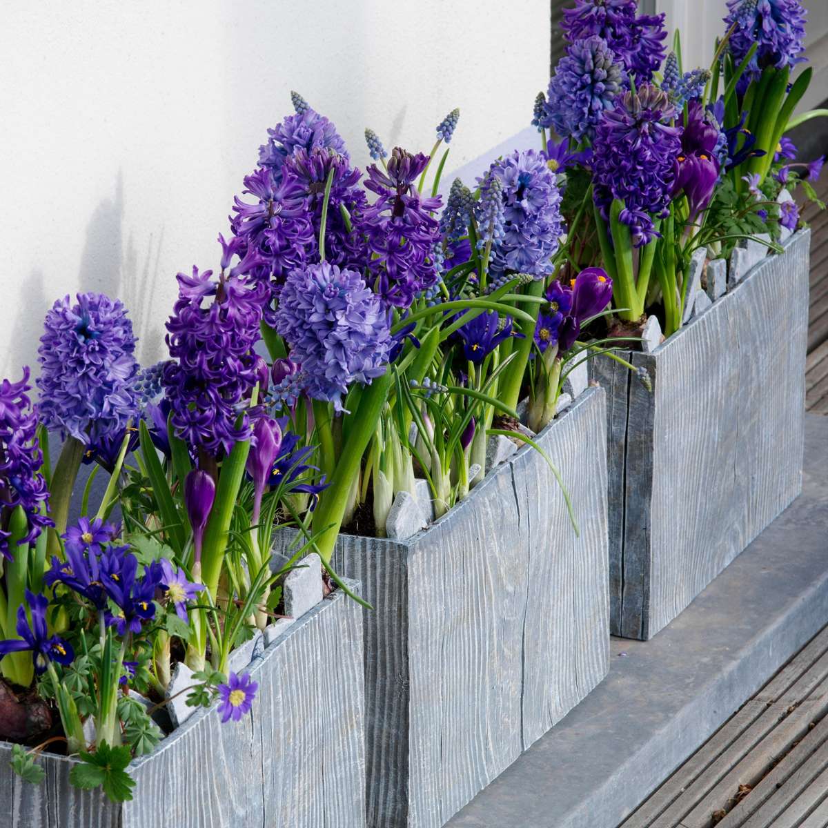 Jacinthe - Set de 25 - Hyacinthus 'Blue Trophy' - Bulbes à fleurs - Bleu - TD Plantz