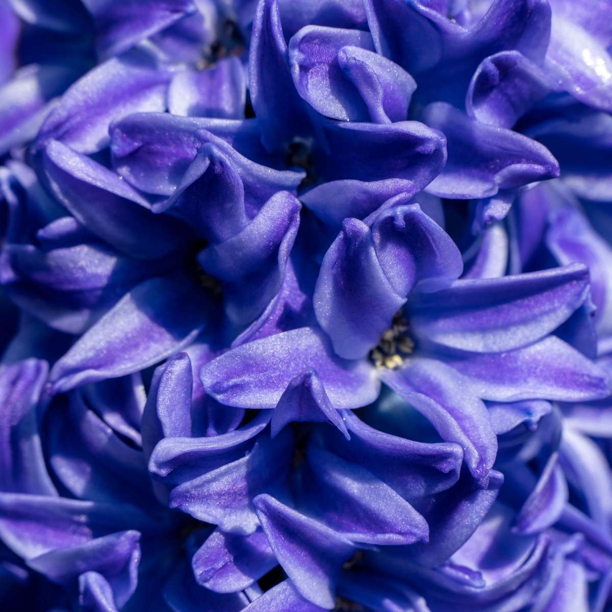 Jacinthe - Set de 25 - Hyacinthus 'Blue Trophy' - Bulbes à fleurs - Bleu - TD Plantz