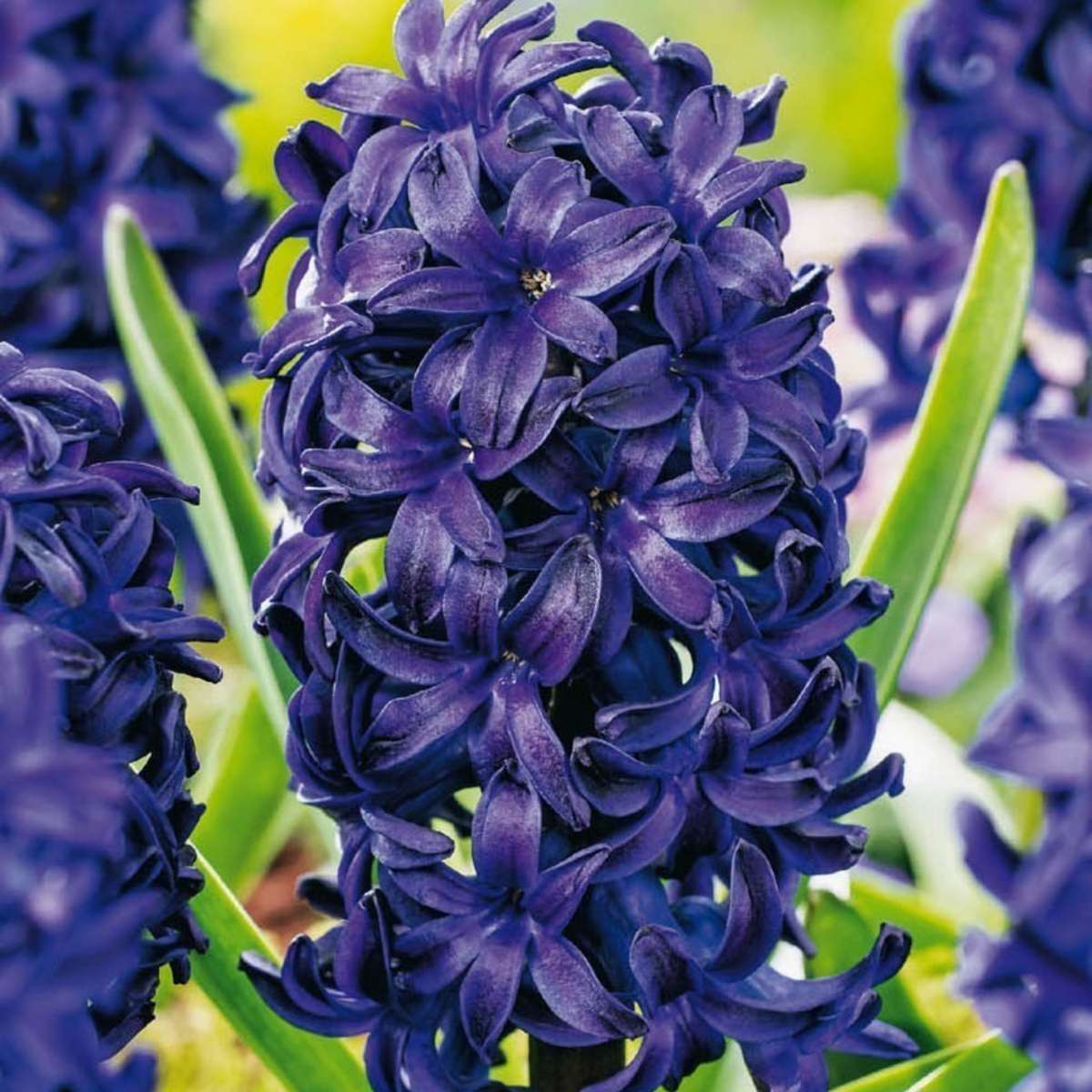 Jacinthe - Set de 25 - Hyacinthus 'Blue Trophy' - Bulbes à fleurs - Bleu - TD Plantz