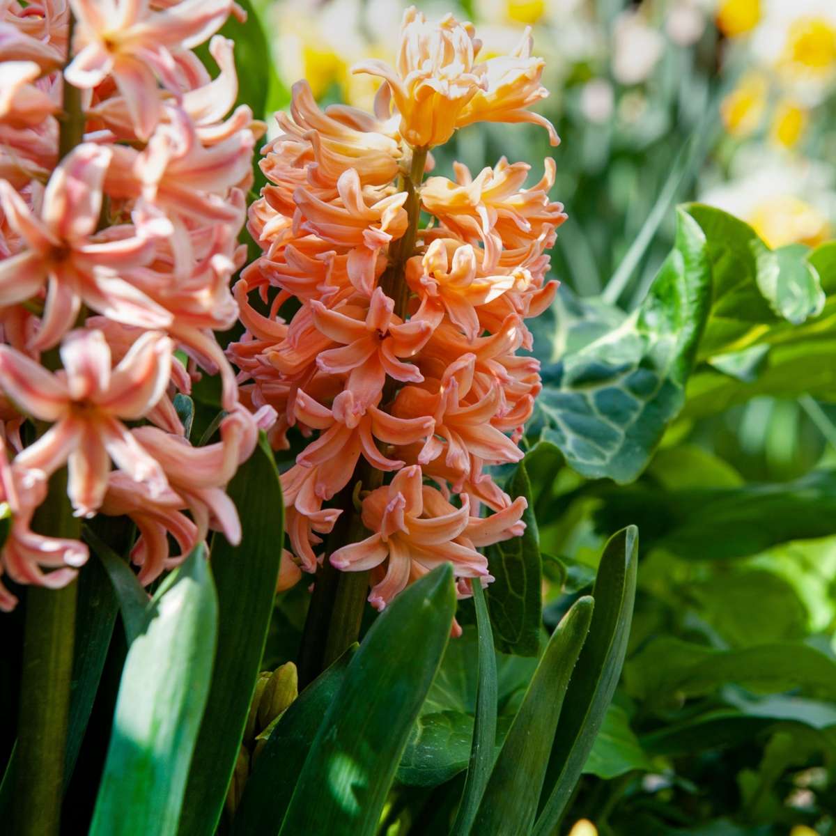 Hyacinth - 15 pcs. - Hyacinthus 'Gipsy Queen' - Flower Bulbs - Orange