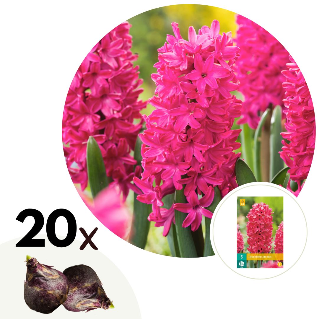 Hyacinth - 20 pcs. - Hyacinthus 'Jan Bos' - Flower Bulbs - Red