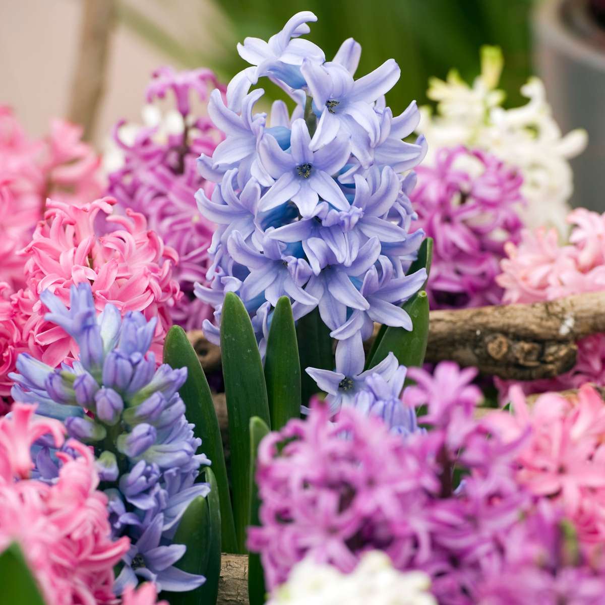 Jacinthe - Set de 10 - Hyacinthus - Bulbes à fleurs - TD Plantz