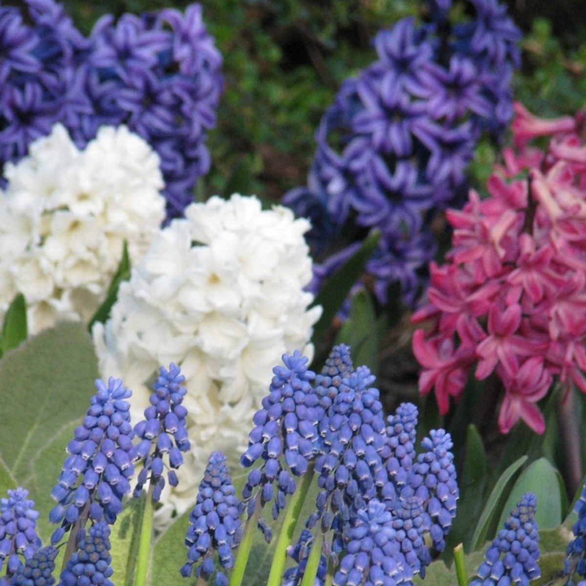 Jacinthe - Set de 10 - Hyacinthus - Bulbes à fleurs - TD Plantz