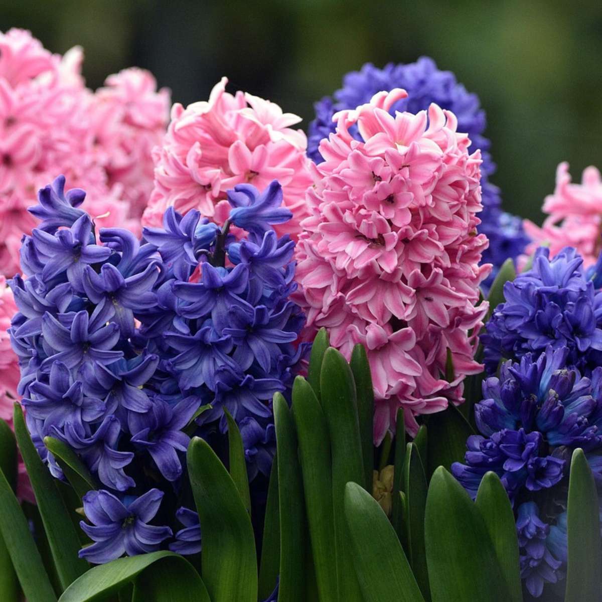 Jacinthe - Set de 10 - Hyacinthus - Bulbes à fleurs - TD Plantz