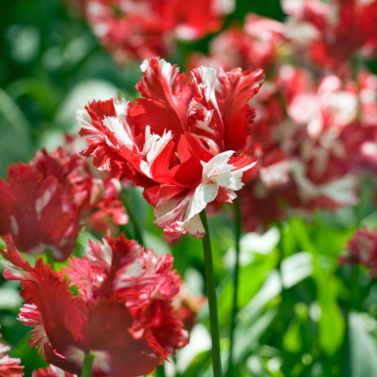 Tulipe - Set de 21 - Tulipa 'Estella Rijnveld' - Bulbes à fleurs - Rouge
