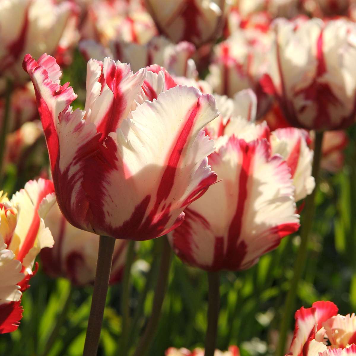 Tulipe - Set de 21 - Tulipa 'Estella Rijnveld' - Bulbes à fleurs - Rouge
