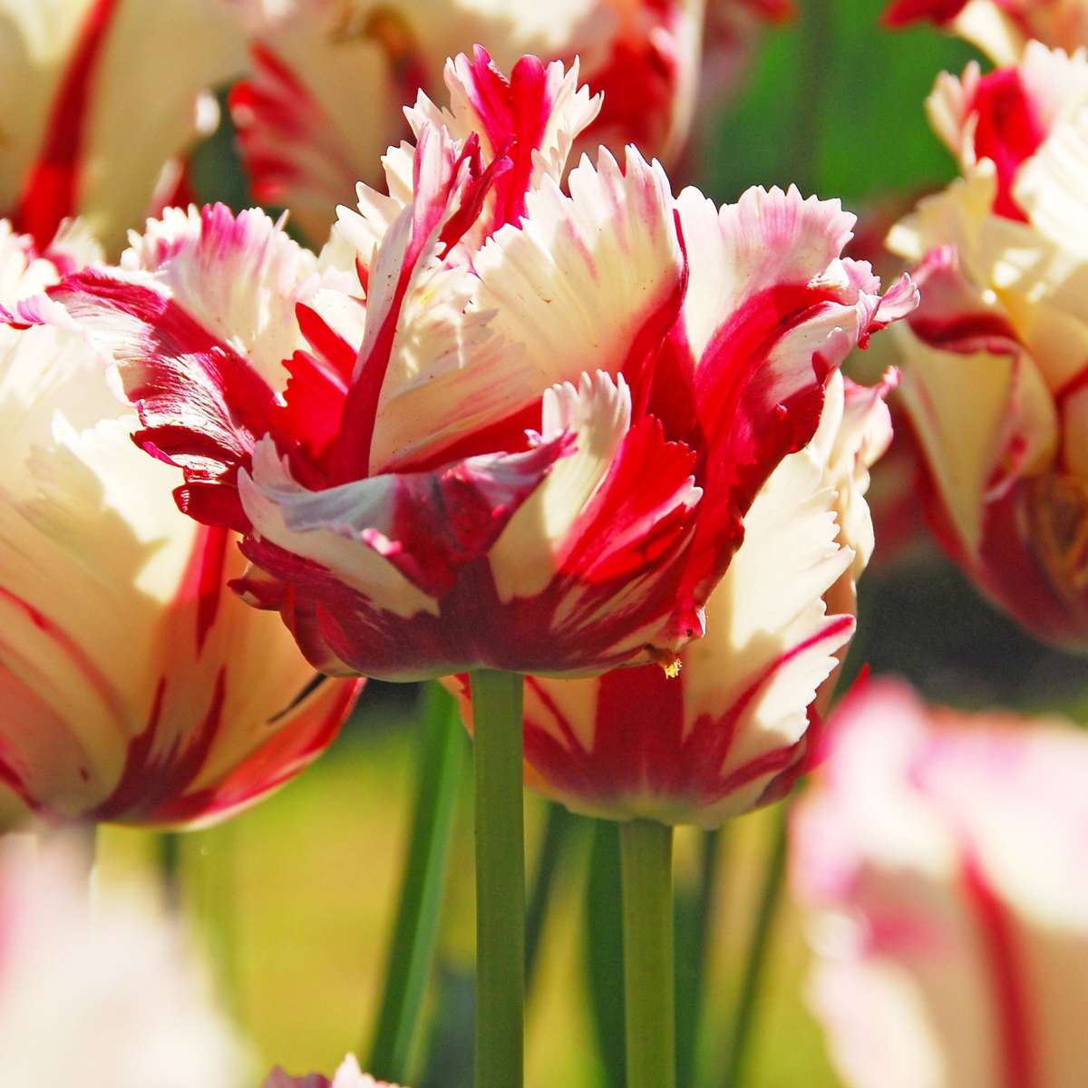 Tulipe - Set de 21 - Tulipa 'Estella Rijnveld' - Bulbes à fleurs - Rouge