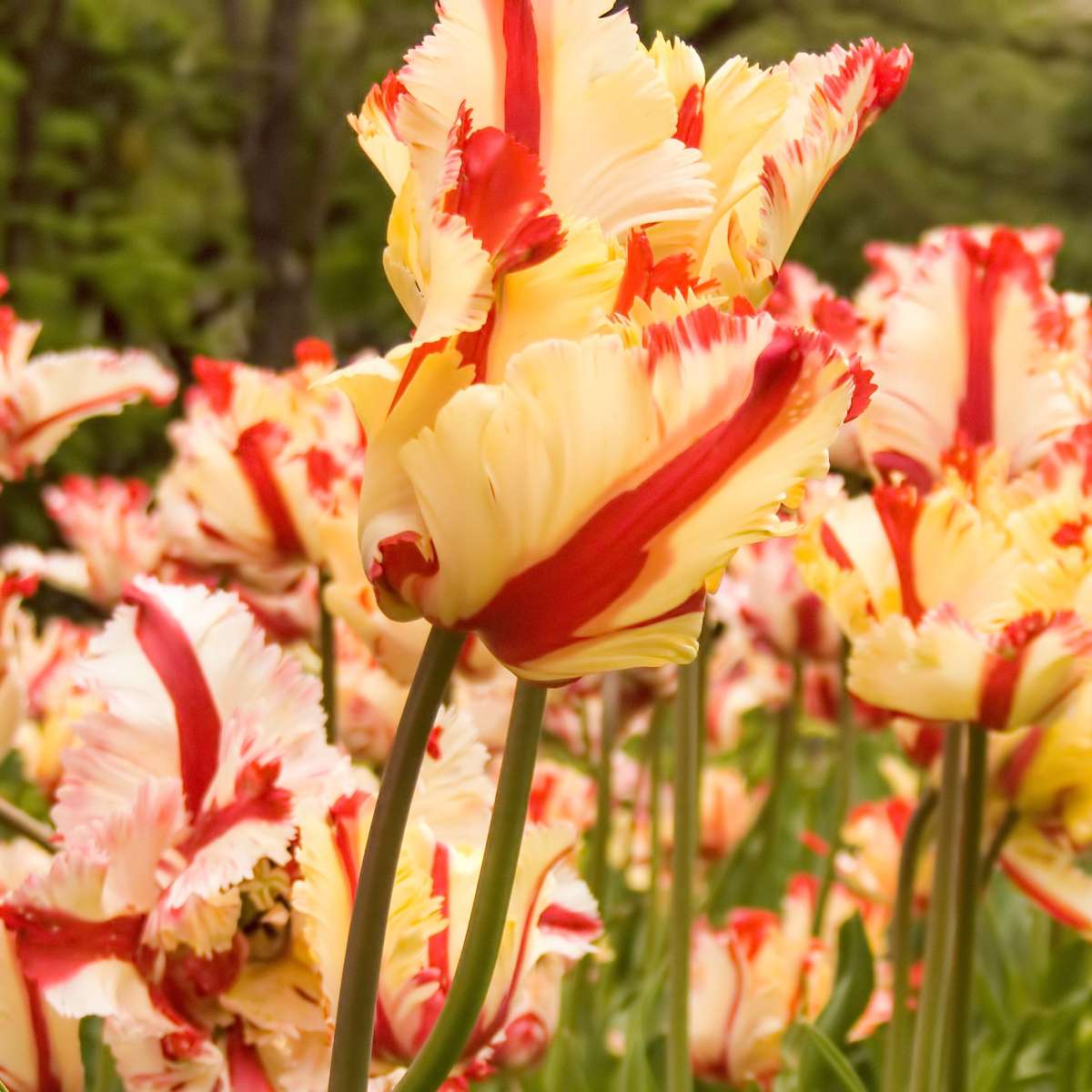Tulipe - Set de 21 - Tulipa 'Estella Rijnveld' - Bulbes à fleurs - Rouge