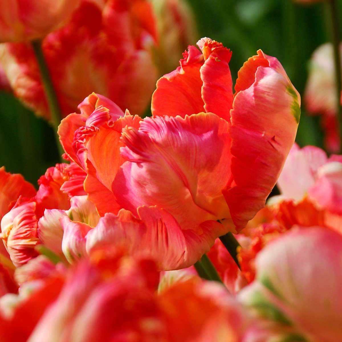Tulipe - Set de 21 - Tulipa 'Apricot Parrot' - Bulbes à fleurs - Rose