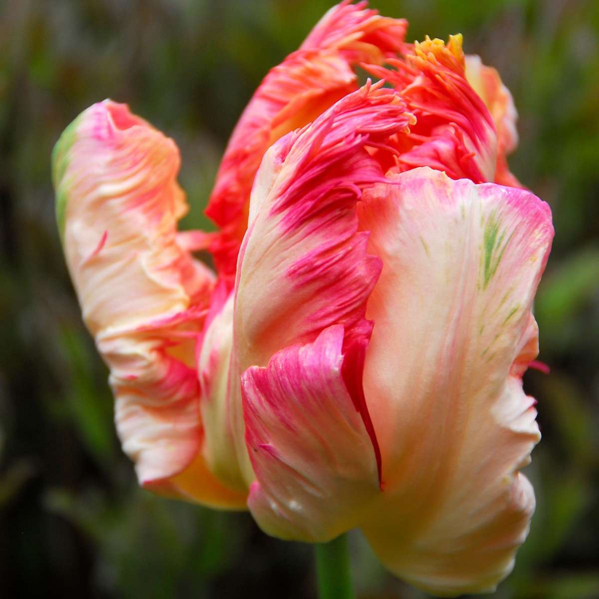 Tulipe - Set de 21 - Tulipa 'Apricot Parrot' - Bulbes à fleurs - Rose